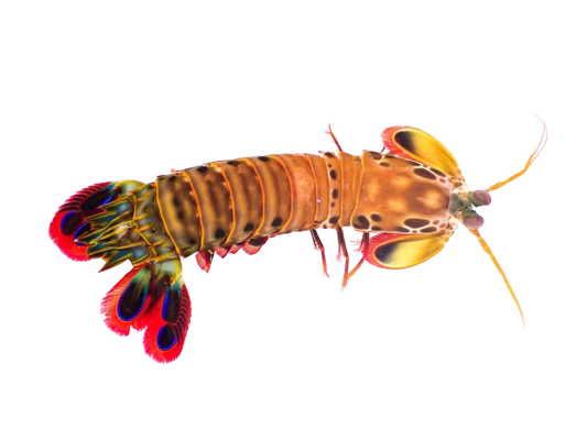 Peacock Mantis Shrimp M