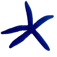 Blue Starfish XL