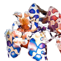 Harlequin Shrimp M
