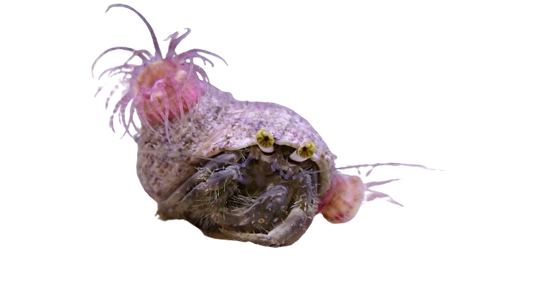 Hermit Crab With Anemone on its back
