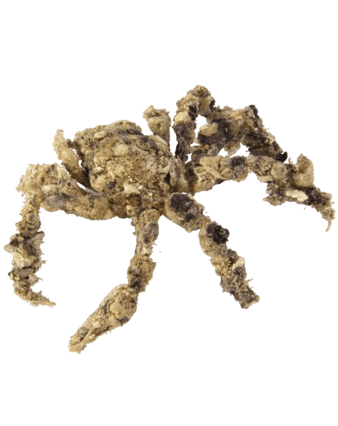 Spider Decorator Crab