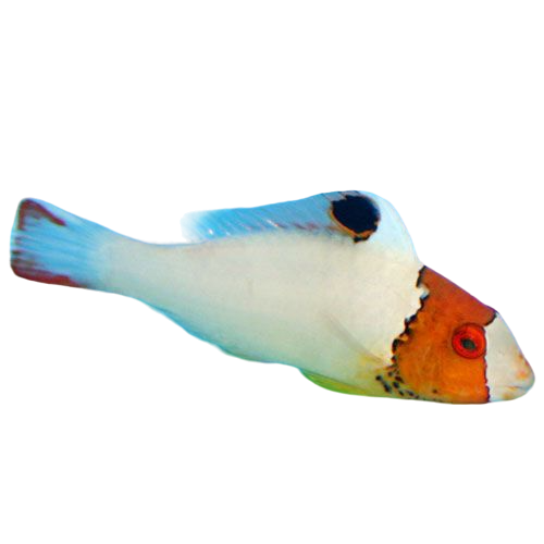 Bicolour Parrotfish Juvi