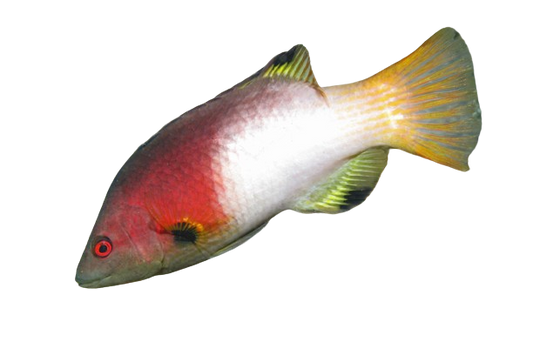 Axilspot Hogfish Adult M