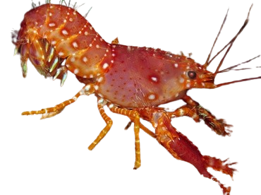 Red Reef Lobster M