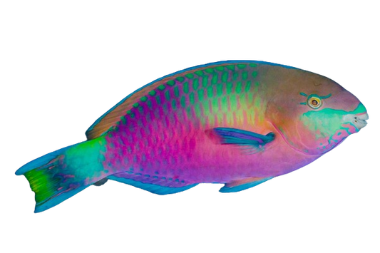 Green Parrotfish L