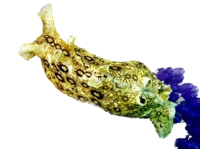 Caribbean Spotted Sea Hare XL