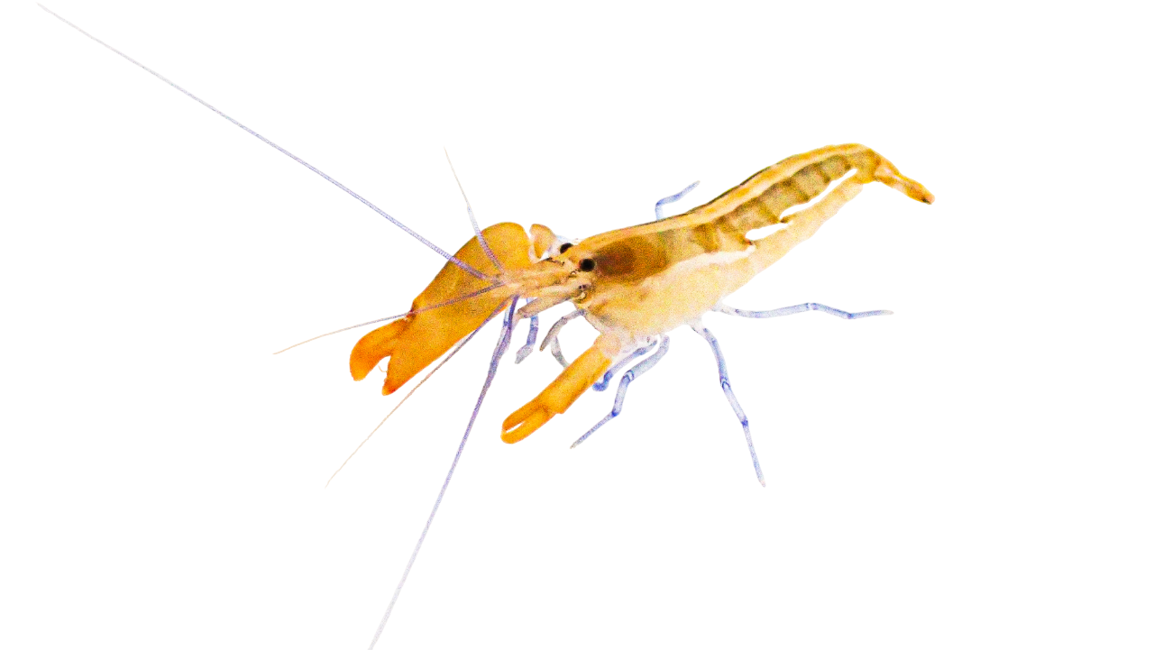 Blue Leg Pistol Shrimp