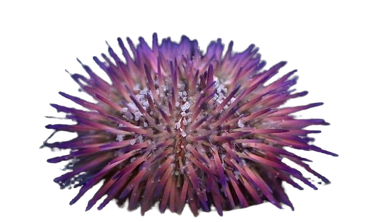 Pin Cushion Urchin - Purple