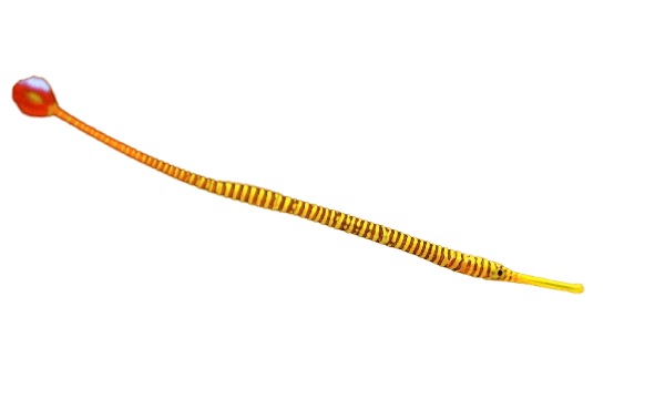 Many Banded Pipefish