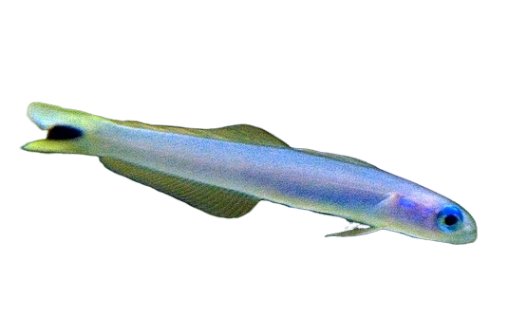 Blue Dartfish L