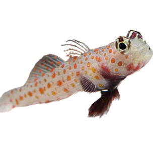 Orange Spot Prawn Goby