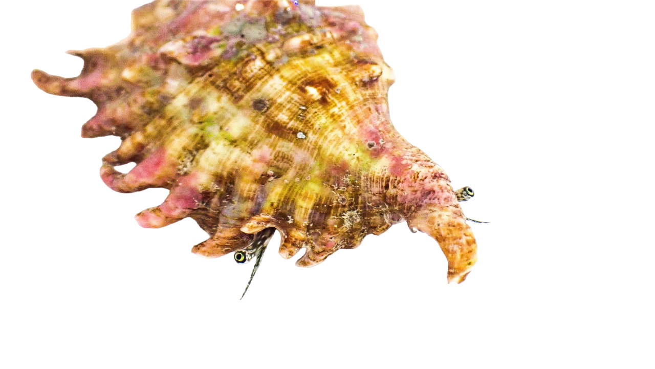 Spider Conch XL