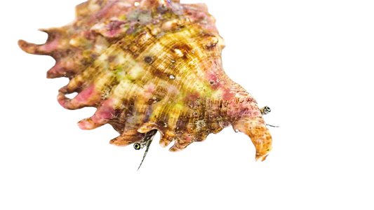 Spider Conch XL