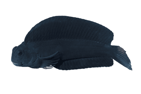 Black sailfin Blenny