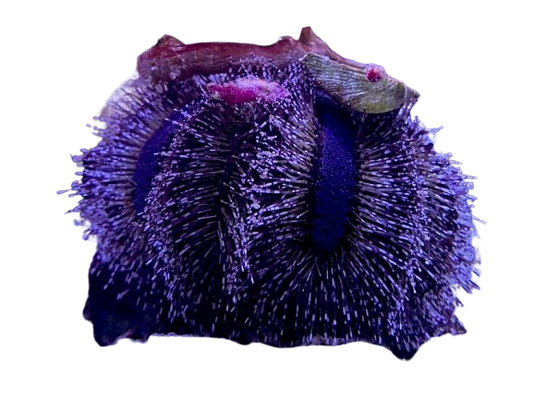 Tuxedo Urchin