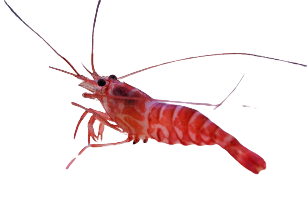 Striped Pacific Peppermint Shrimp