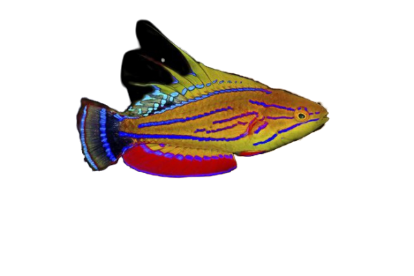 Carpenters Wrasse Male