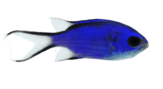 Blue Reef Chromis SHOW