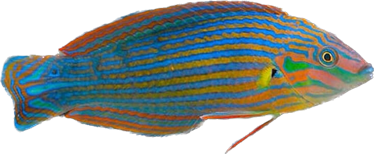 Melanurus Wrasse