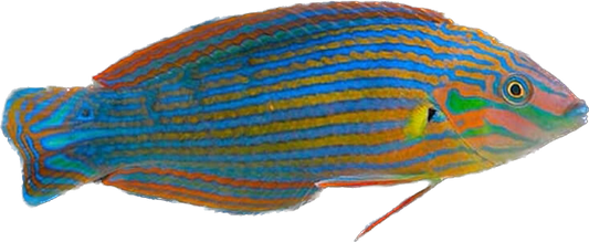 Melanurus Wrasse