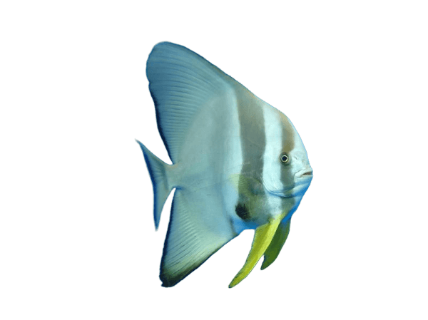 Longfin Batfish Juvi