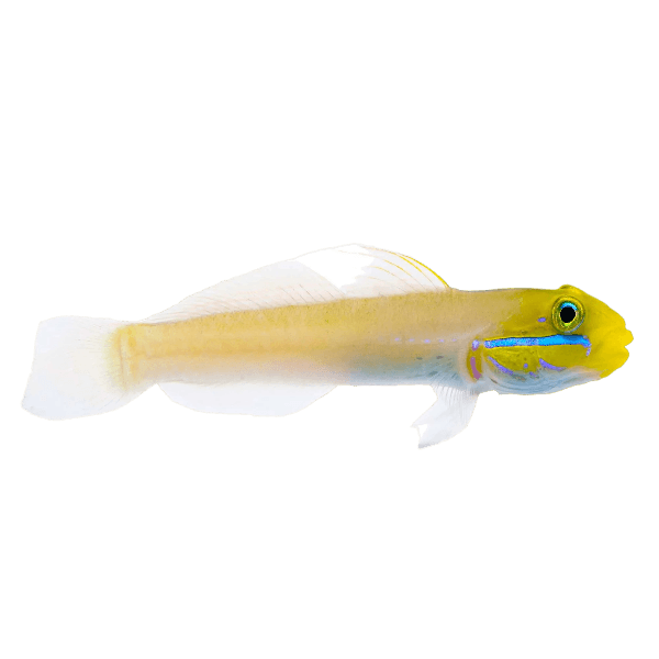 Golden Head Sleeper Goby M