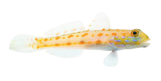 Diamond Goby M