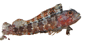 Downy Blenny