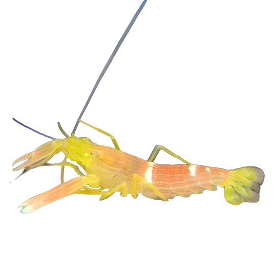 Yellow and Peach Pistol Shrimp