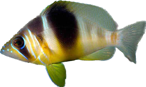 Barred Hamlet