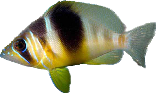 Barred Hamlet