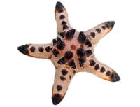 Chocolate Chip Sea Star M
