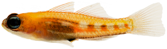 Glass Goby