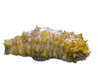 Yellow Caribbean Sea Cucumber (Holothuria Floridana)