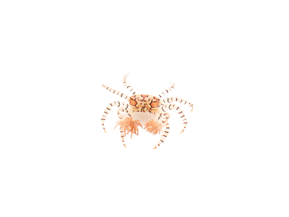 Pom Pom Anemone Crab