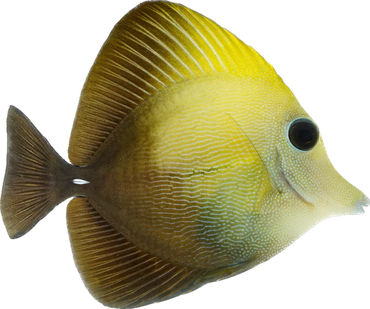 Yellow Scopas Tang M