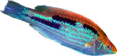 Lubbocks Wrasse