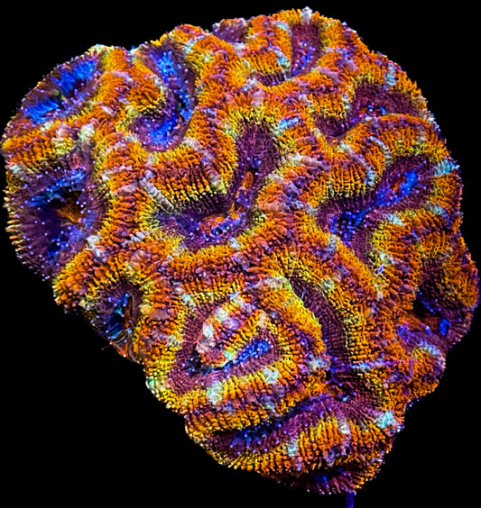 Ian's Favourite Coral Frags : LPS #3