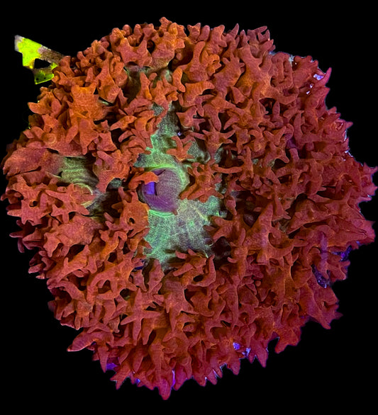 Ian's Favourite Coral Frags : LPS #4