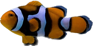 PNG Wild Percula Clown - Extra Black