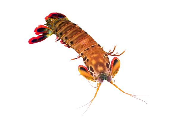 Peacock Mantis Shrimp L