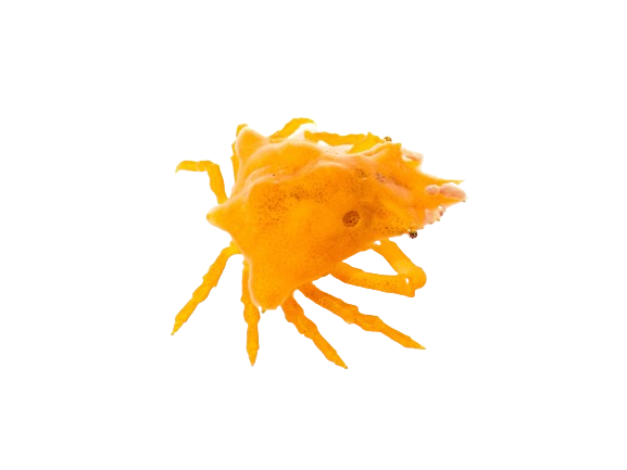 Orange Sponge Decorator Crab