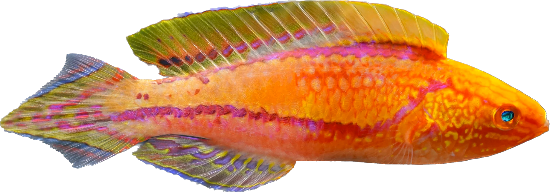 Pintail Fairy Wrasse 