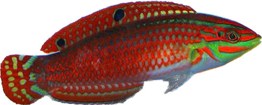 Red Lined Wrasse