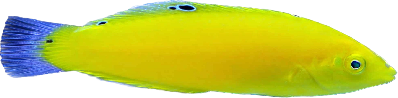 Yellow Coris Wrasse S/M