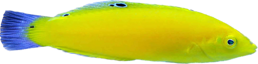 Yellow Coris Wrasse S/M