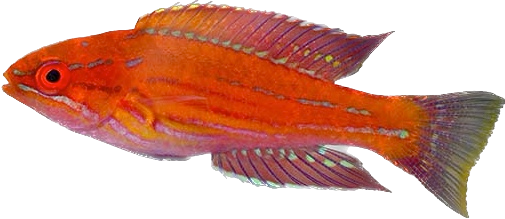 Royal Flasher Wrasse - Male