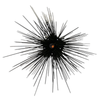 Long Spine Urchin ML