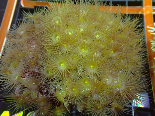 Yellow Polyp Colony