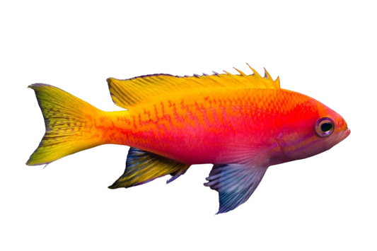 Twinspot Anthias - Female